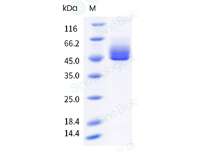41094-V49H.jpg