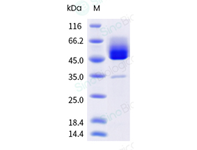 41094-V49H-B.jpg