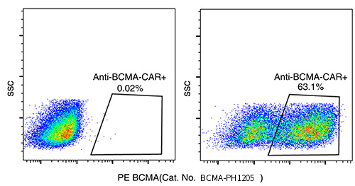 Human-BCMA-10620-H03H-P-293.png