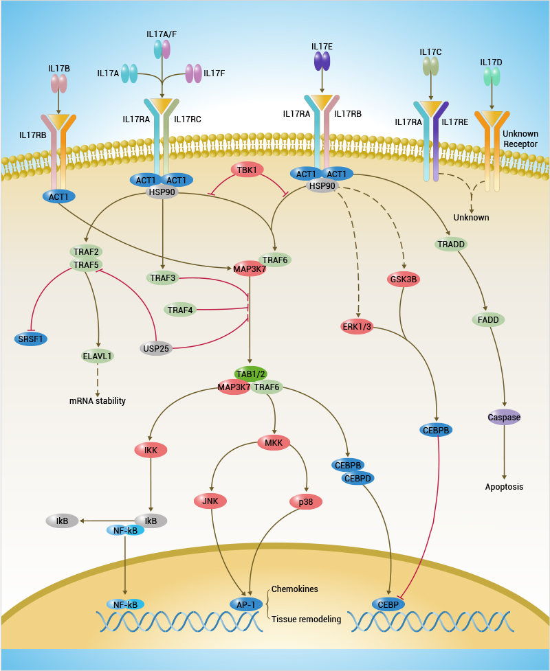 IL17-signaling-pathway.png
